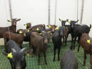 Mycobacterium caprae es la bacteria que afecta principalmente al ganado caprino.