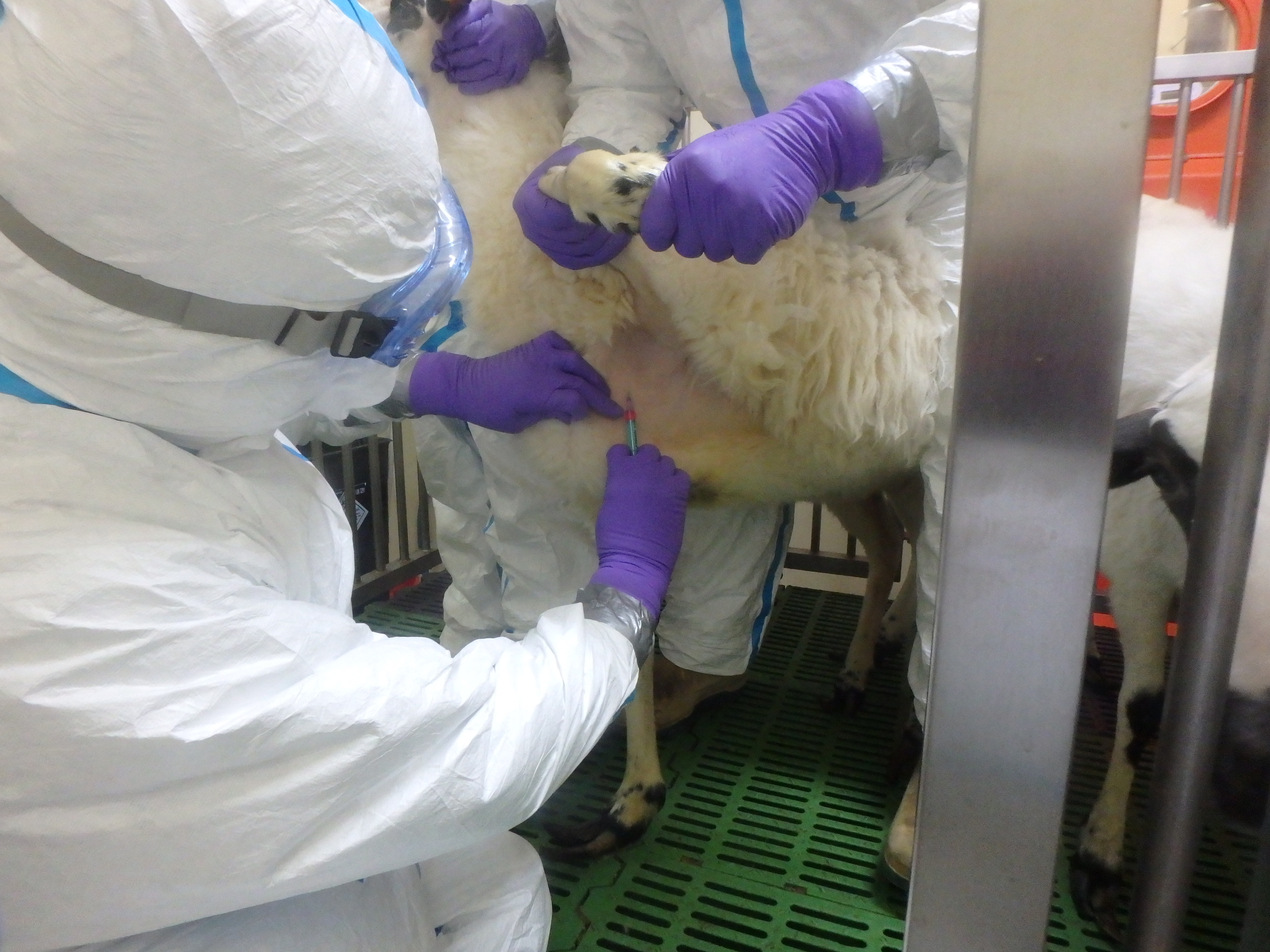 Inoculación del virus en una oveja. RLASB CC BY 2.0 NC
